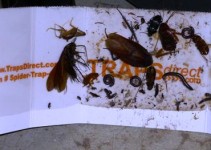 Roach and Insect Trap