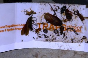 Roach and Insect Trap