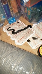 Black Rat Snake Caught on Spider Trap